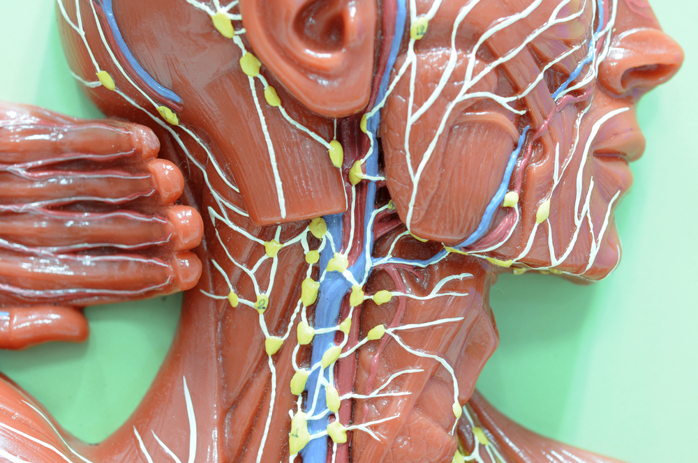 lymphatic system of human