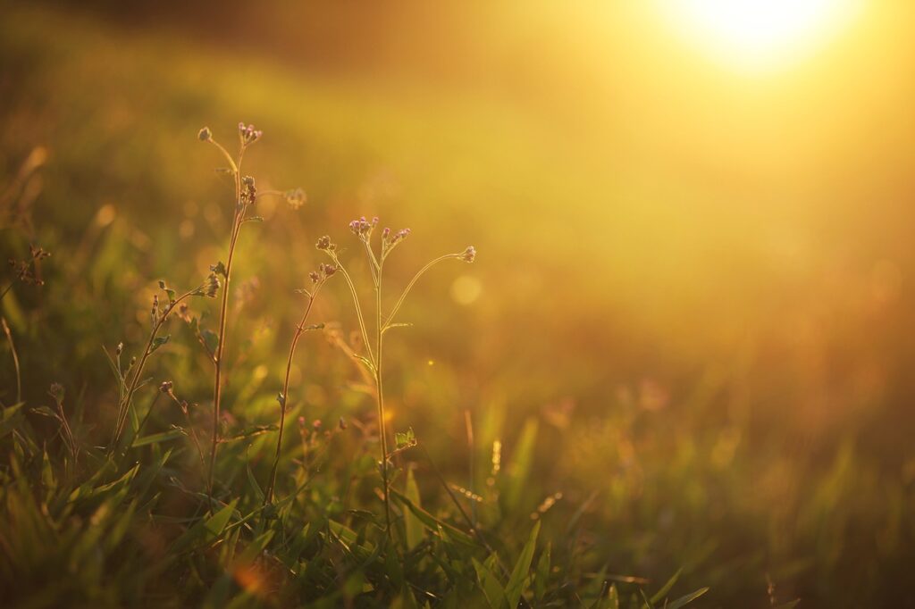 Sunlight shining on a close up of grass and flowers.