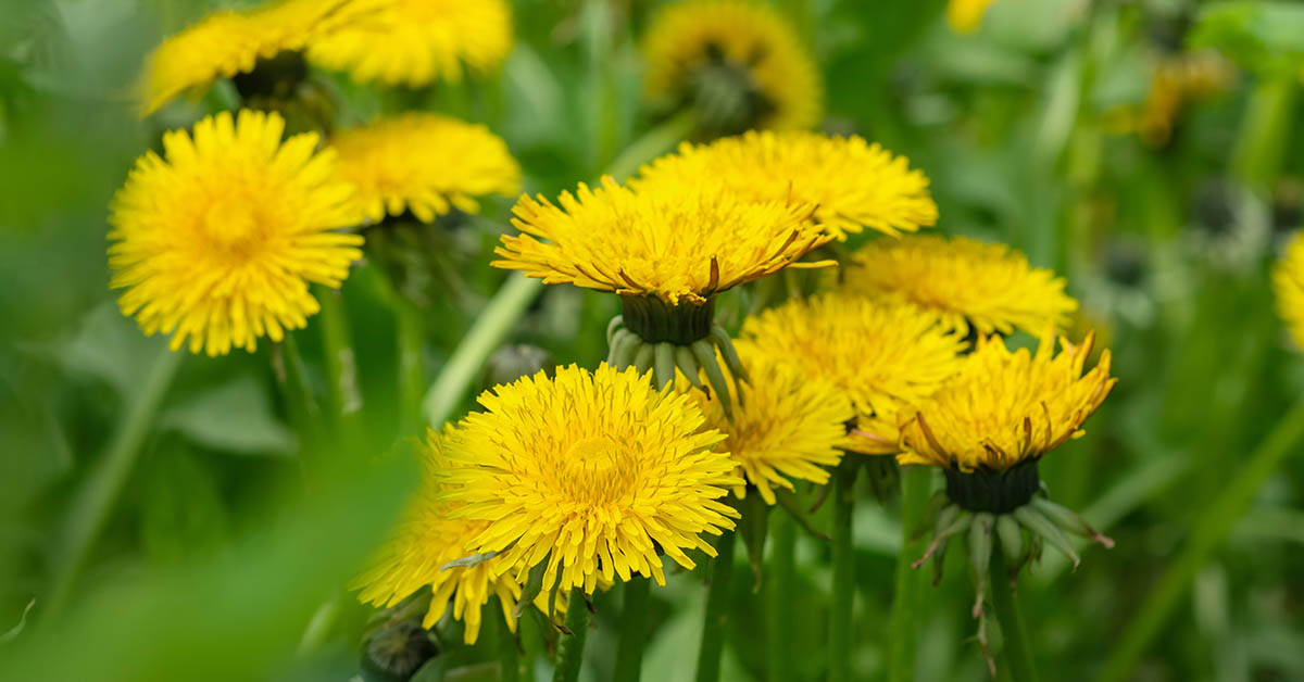 Dandelions Are Not Weeds: 11 Benefits of Dendelion (Liver, Bones, and More)