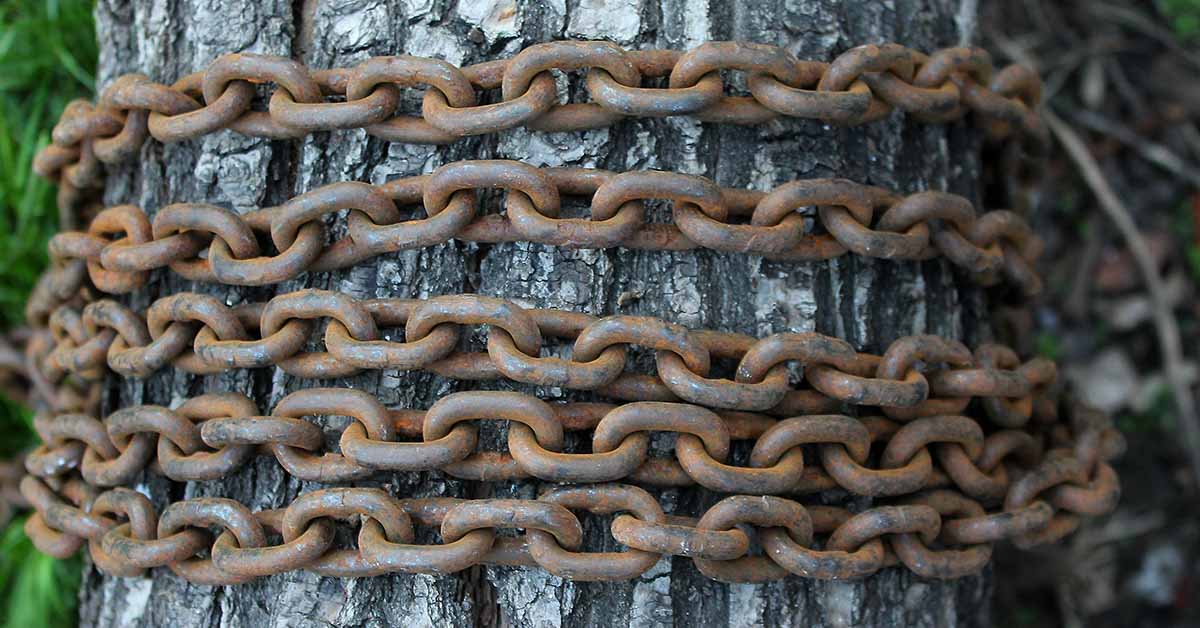 American Woman Found Chained To A Tree And Left to Die With No Food for 40 Days