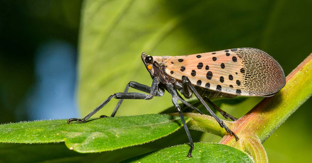 If You See These Insects in Your Yard, Get Rid of Them Immediately