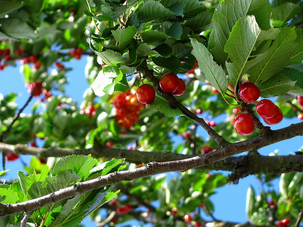 cherries in a tree