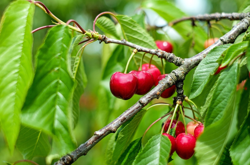 Cherries unplucked