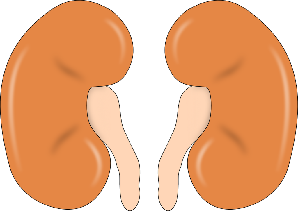 illustration of your kidneys