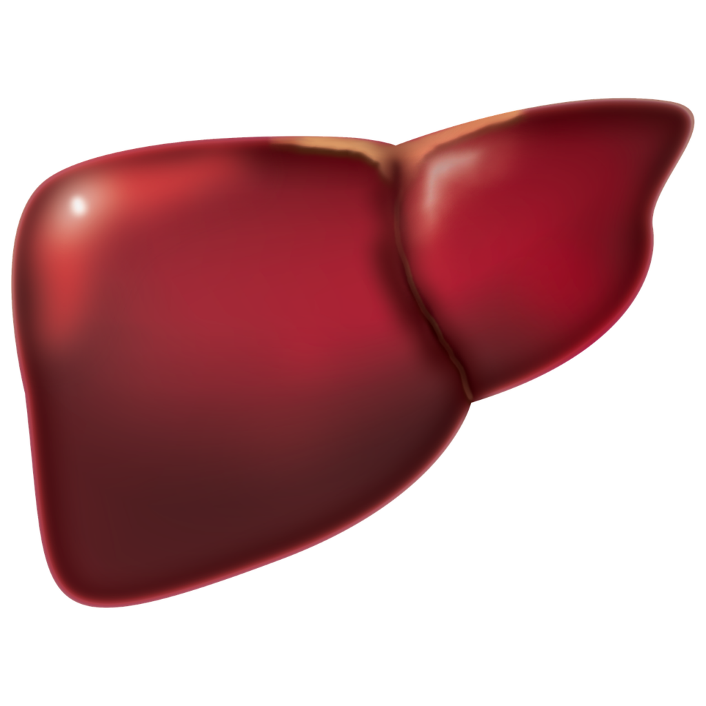 This is how your liver looks