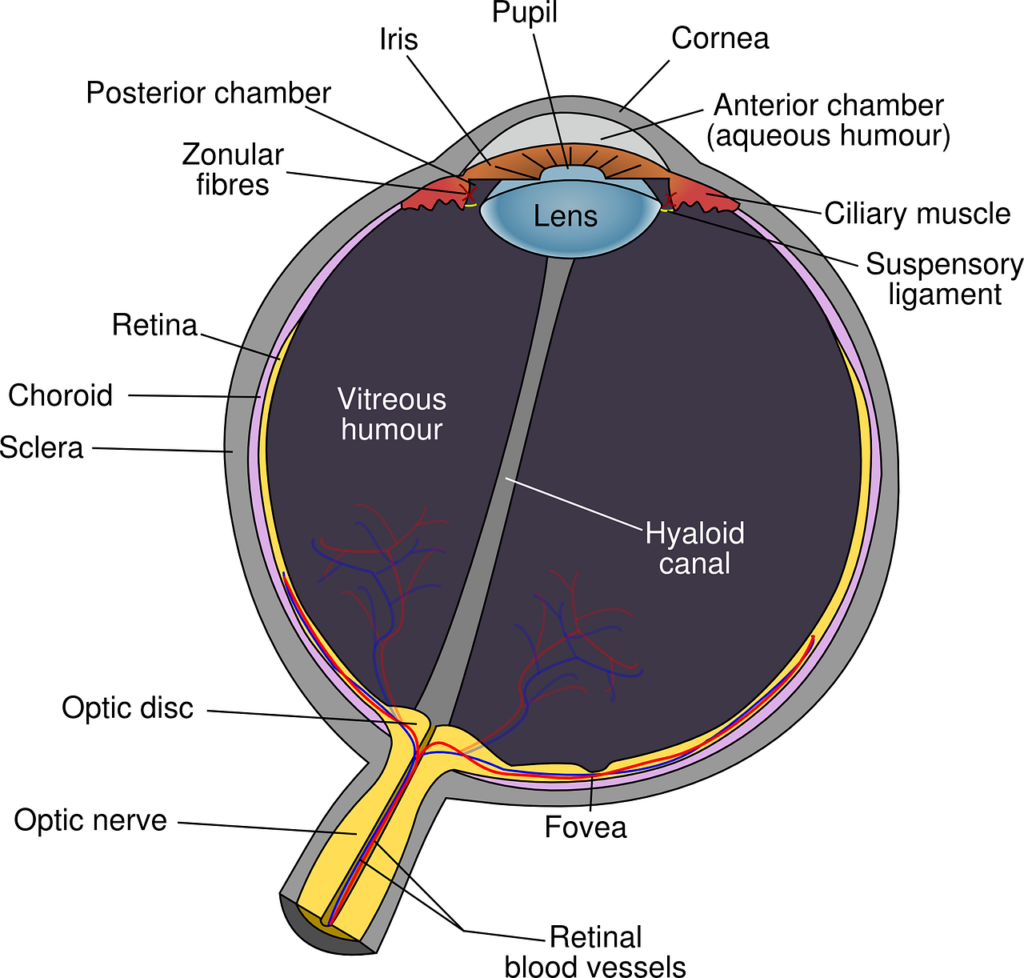 A breakdown of eye anatomy