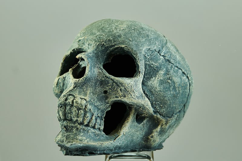 a skull with teeth