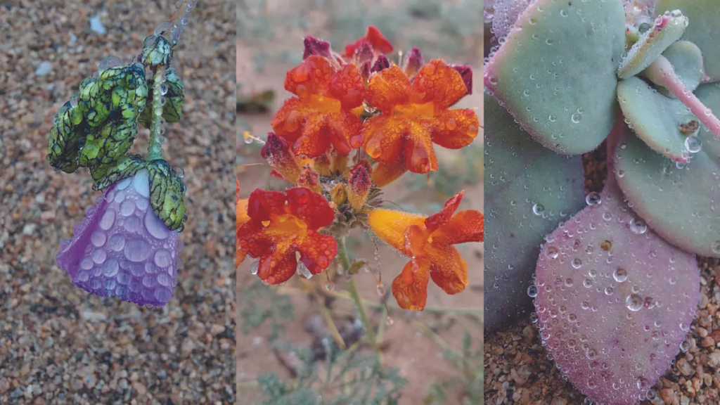 rare bloom in the Atacama Desert