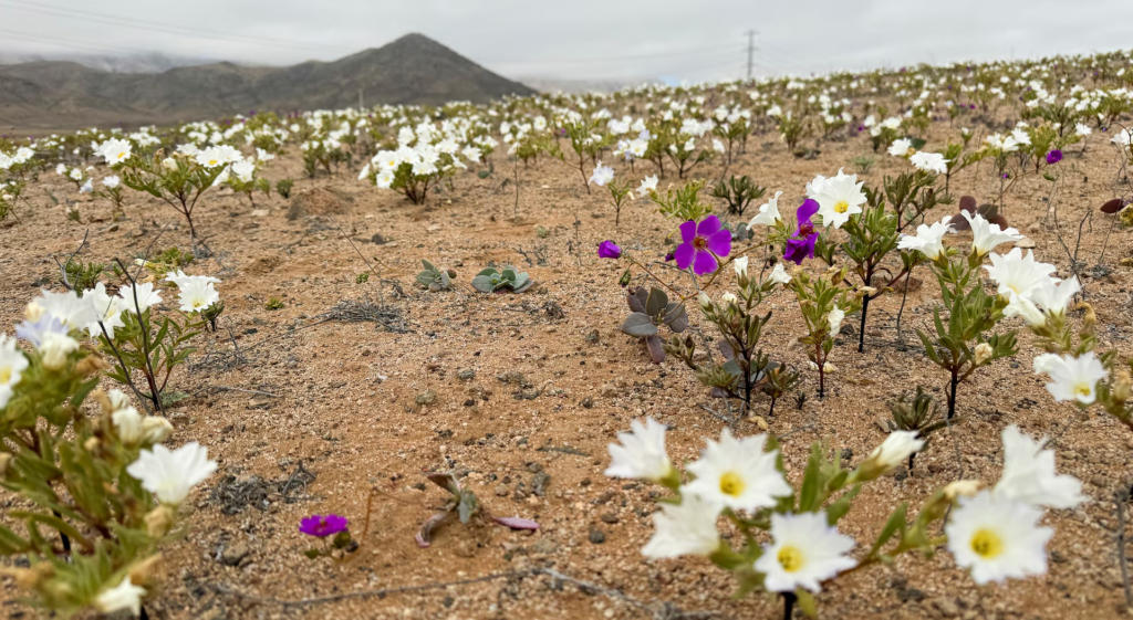 Atacama desert during a natural phenomenon known as 'Desierto Florido' (flowering desert), which fills the driest desert in the world with flowers and plants