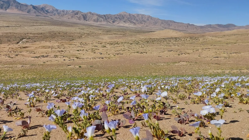 The bloom happened in the Southern Hemisphere's winter thanks to a strong El Niño in April.