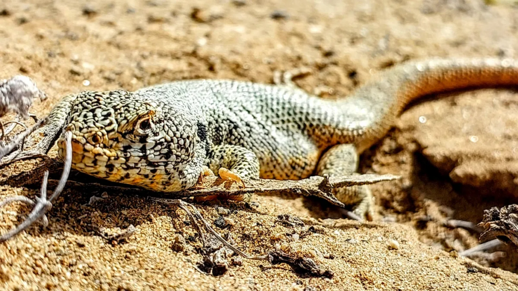 A lizard crawls along the desert floor
