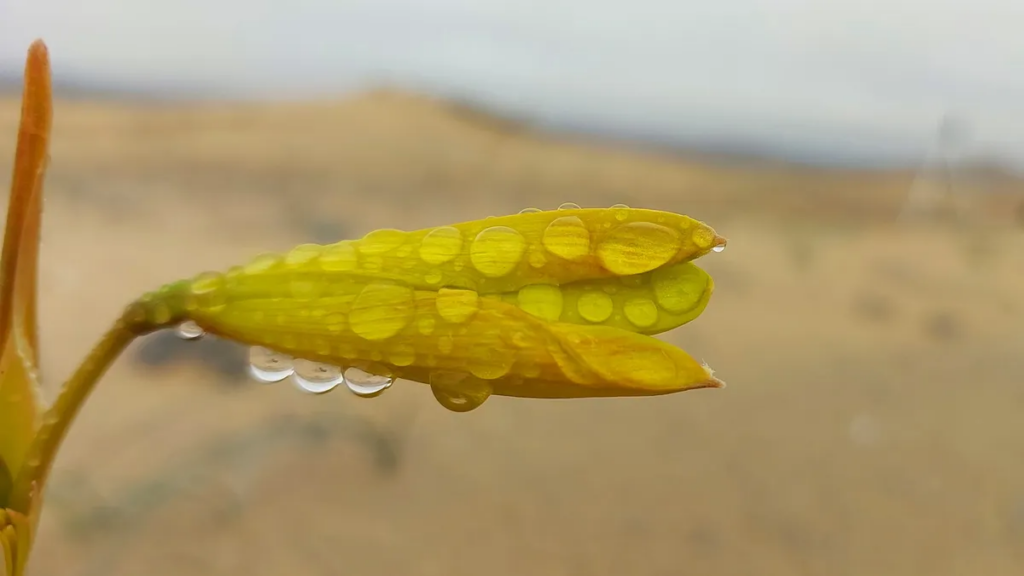A closeup of a yellow flower dotted with water.