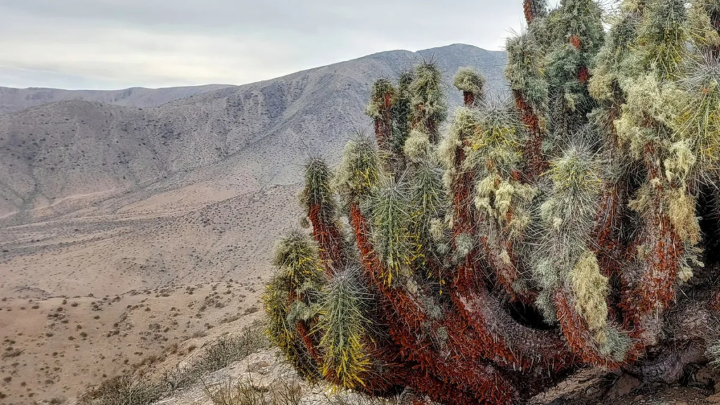 A cactus blooming in the Atacama this summer, which is the Southern Hemisphere's winter.