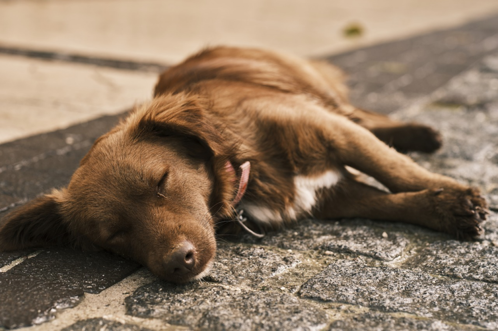 dog asleep on the ground