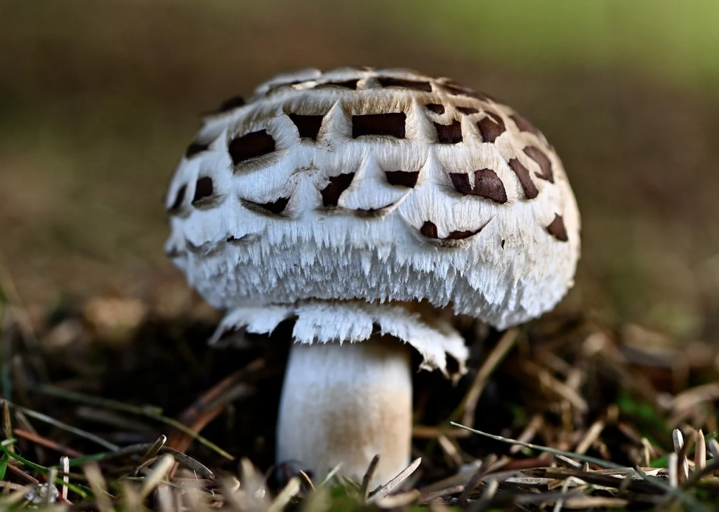 mushroom growing in the wild