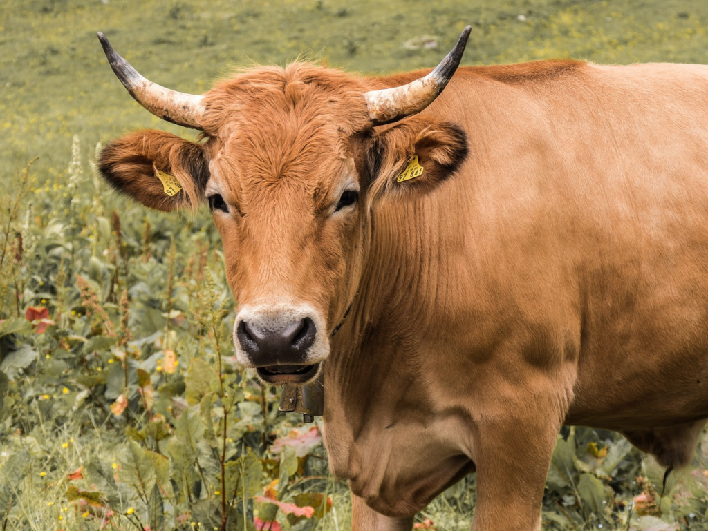 rinsing is for cows, not for beef