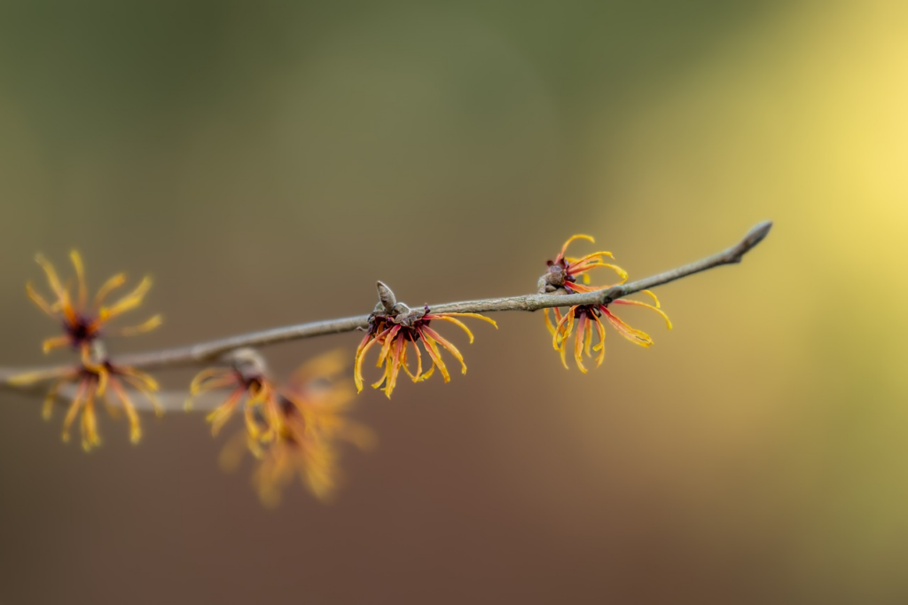 Witch hazel growing in the wild
