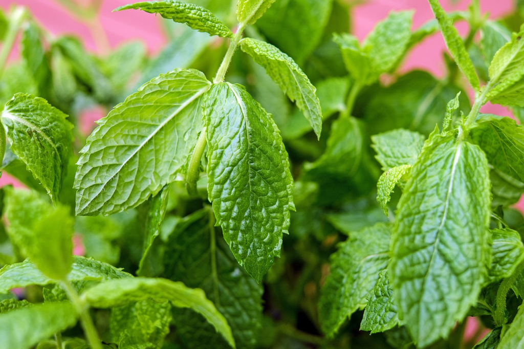 Not only will it help your throat, but you'll smell minty fresh too!