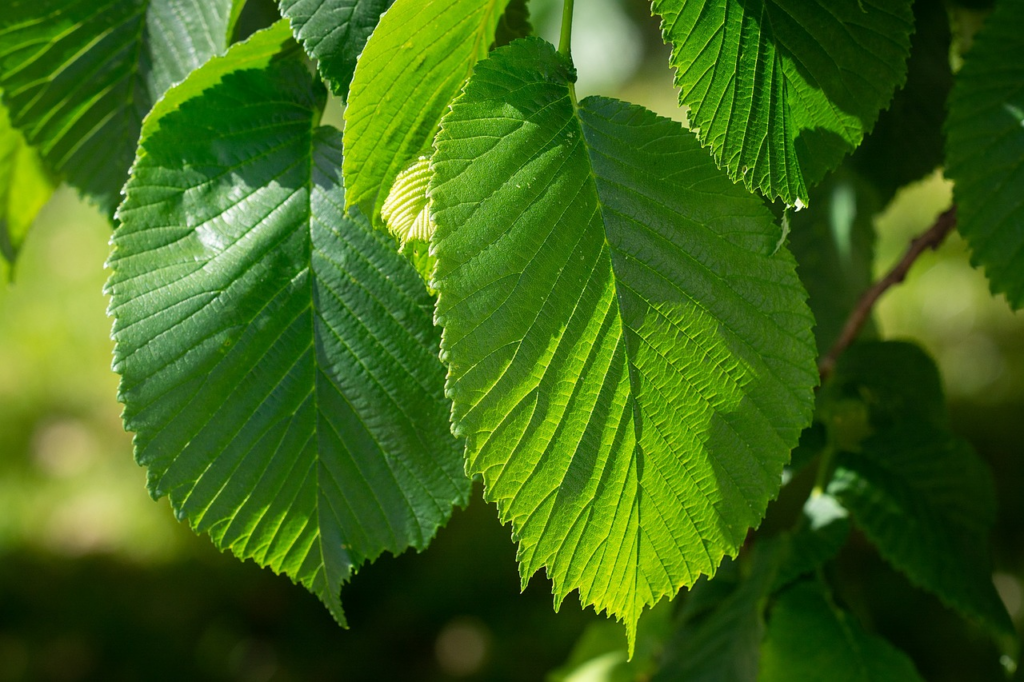 slippery elm leaf