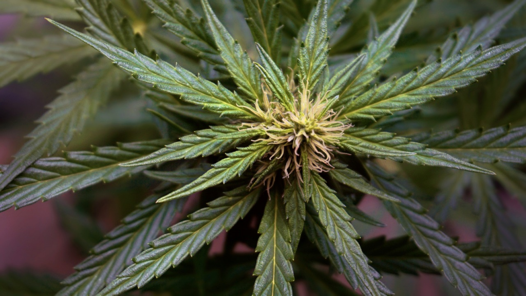 THC strains do vary based on the plant specifics