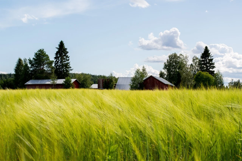 crops on a farm