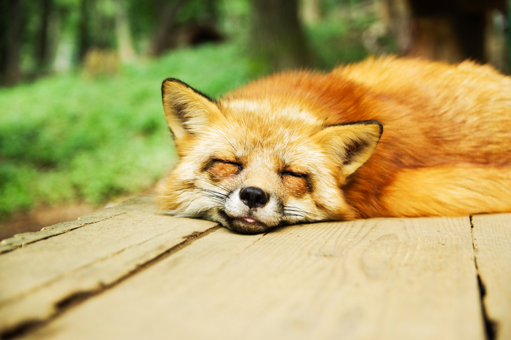 good sleep means good recovery, meaning better chances for getting healthy faster