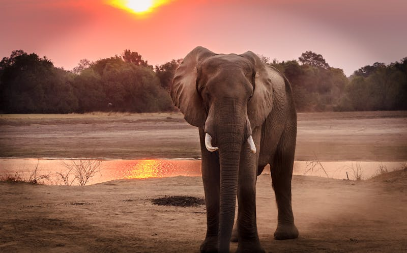 an elephant never forgets