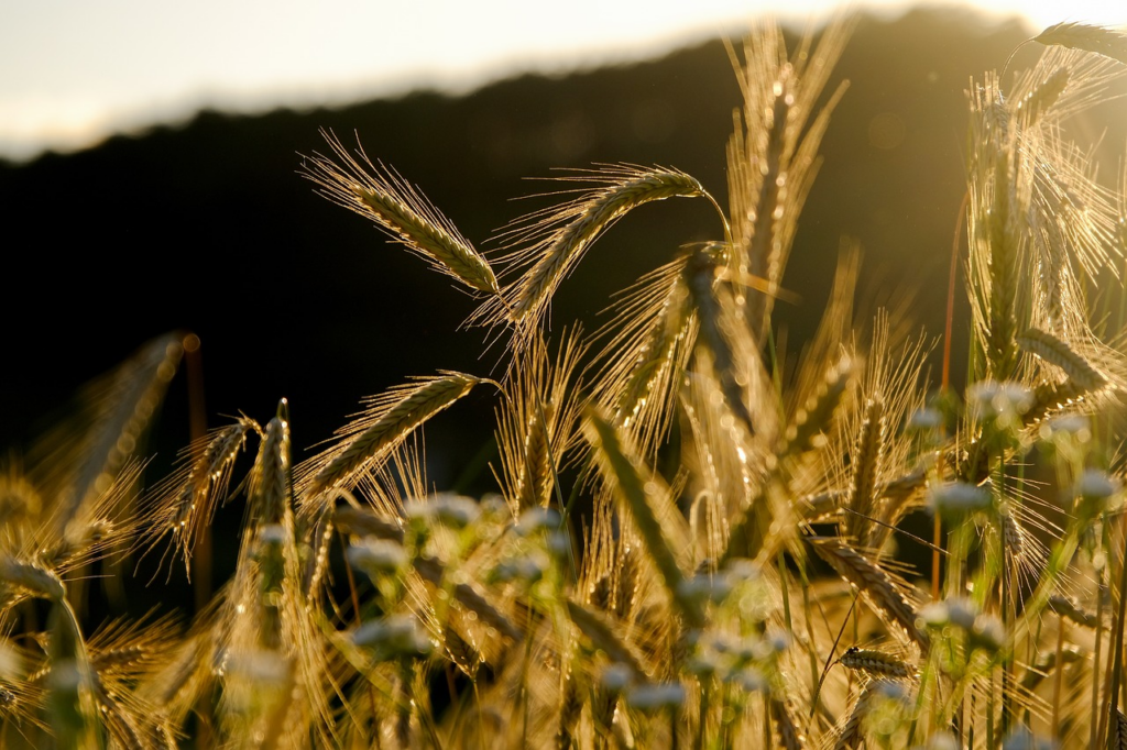 crops almost ready to be harvested 