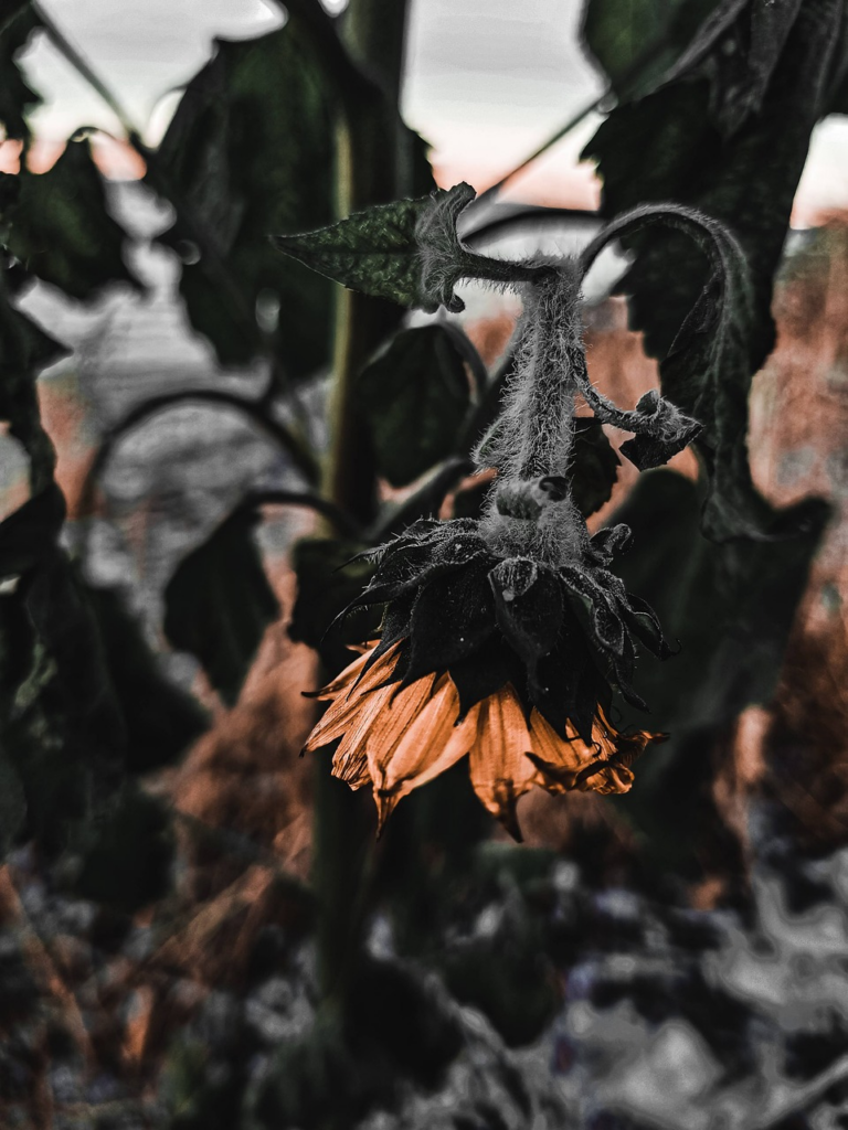 crops wilting