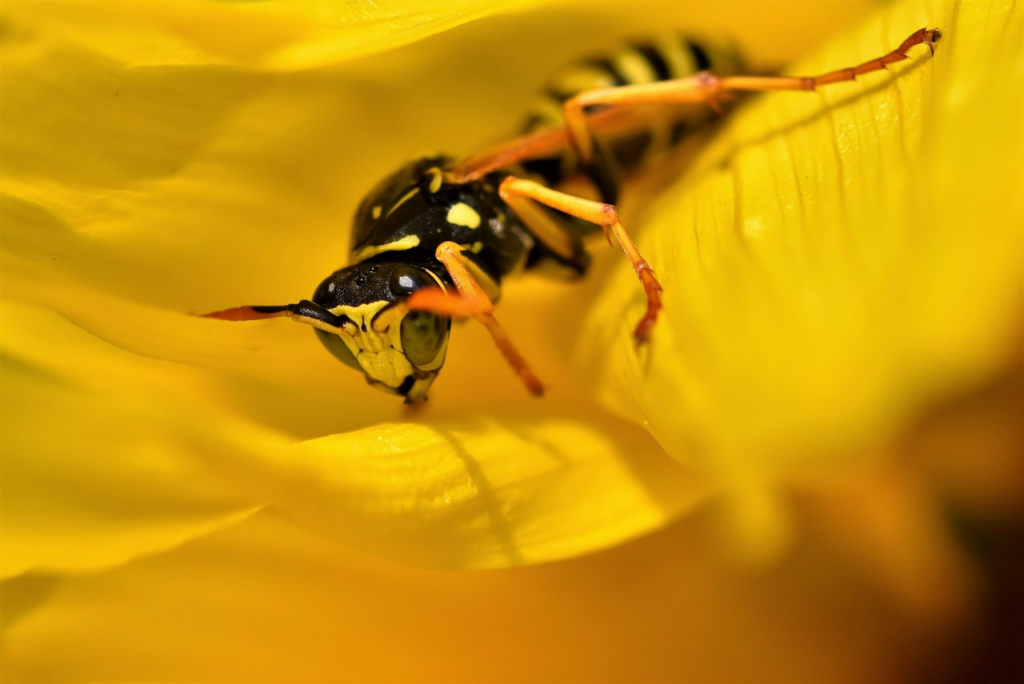 small but mighty, wasps are not to be trifled with