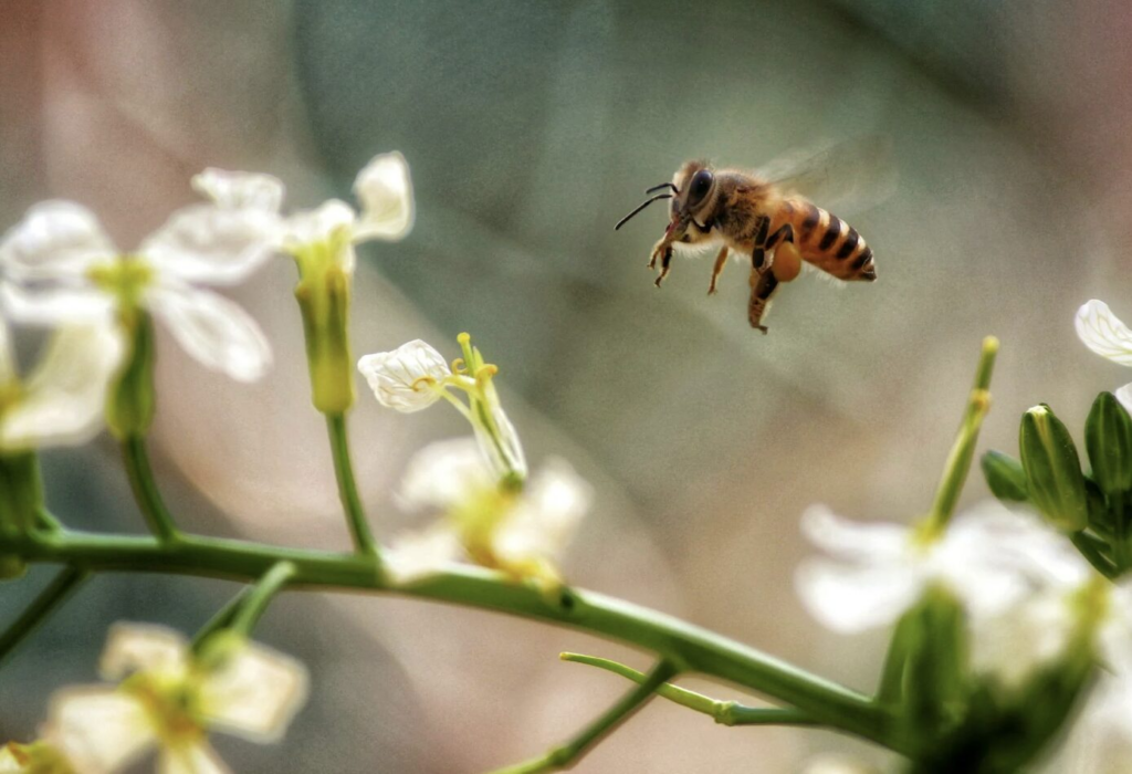 Don't be fooled, they're not bees