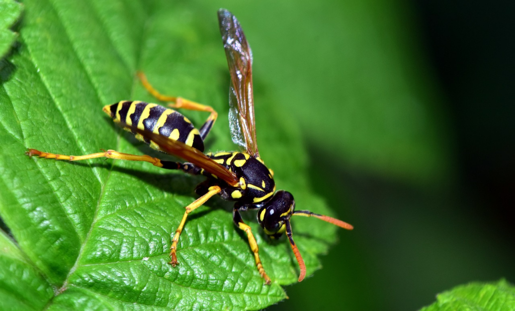 wasps are a relatively common allergy