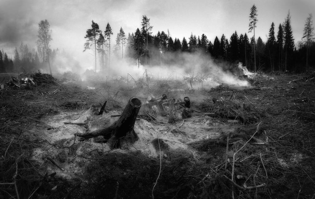 smoke after a wildfire