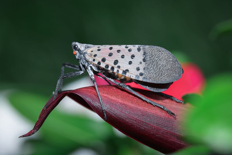 spotted beetle spotted in your yard? You're in trouble