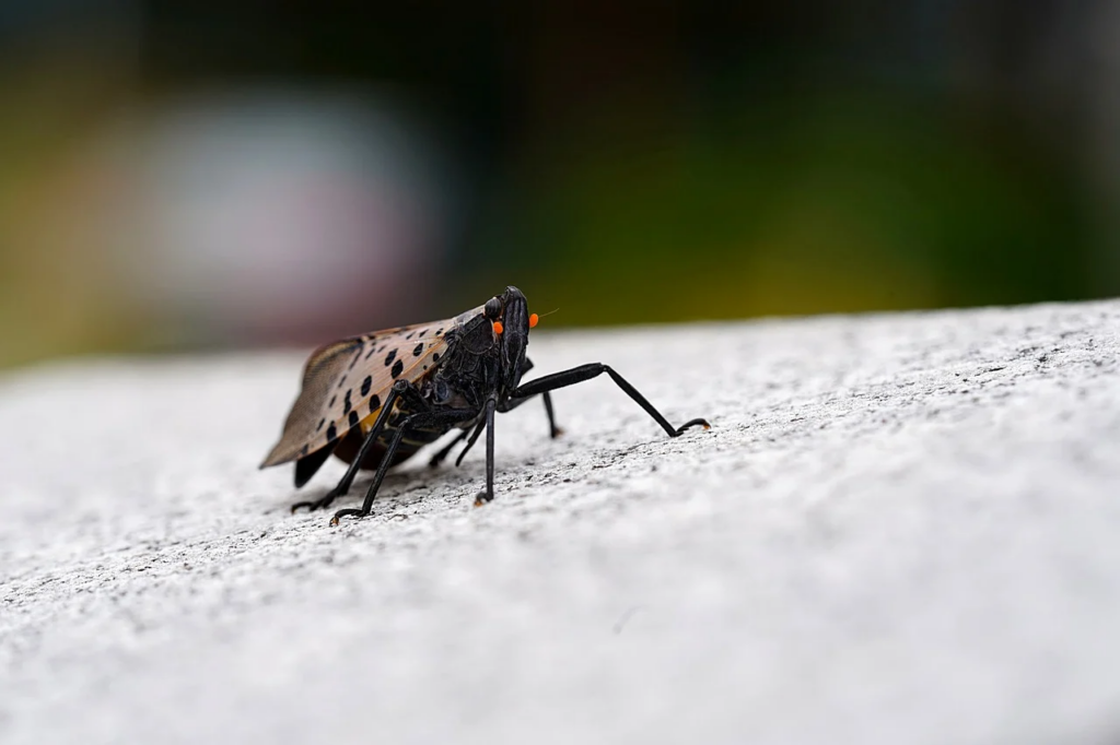 Kind of looks like a beetle mixed with a moth