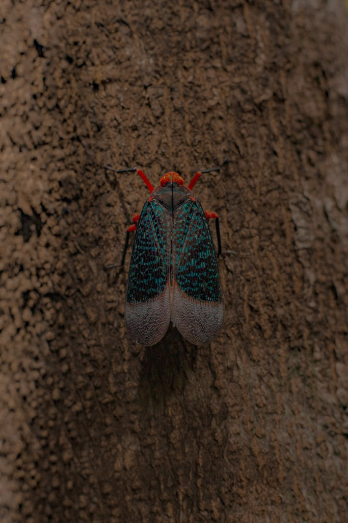 A beautiful bug that means nothing but bad news