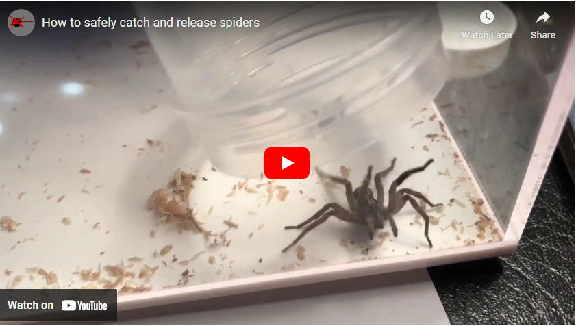 how to release spiders youtube