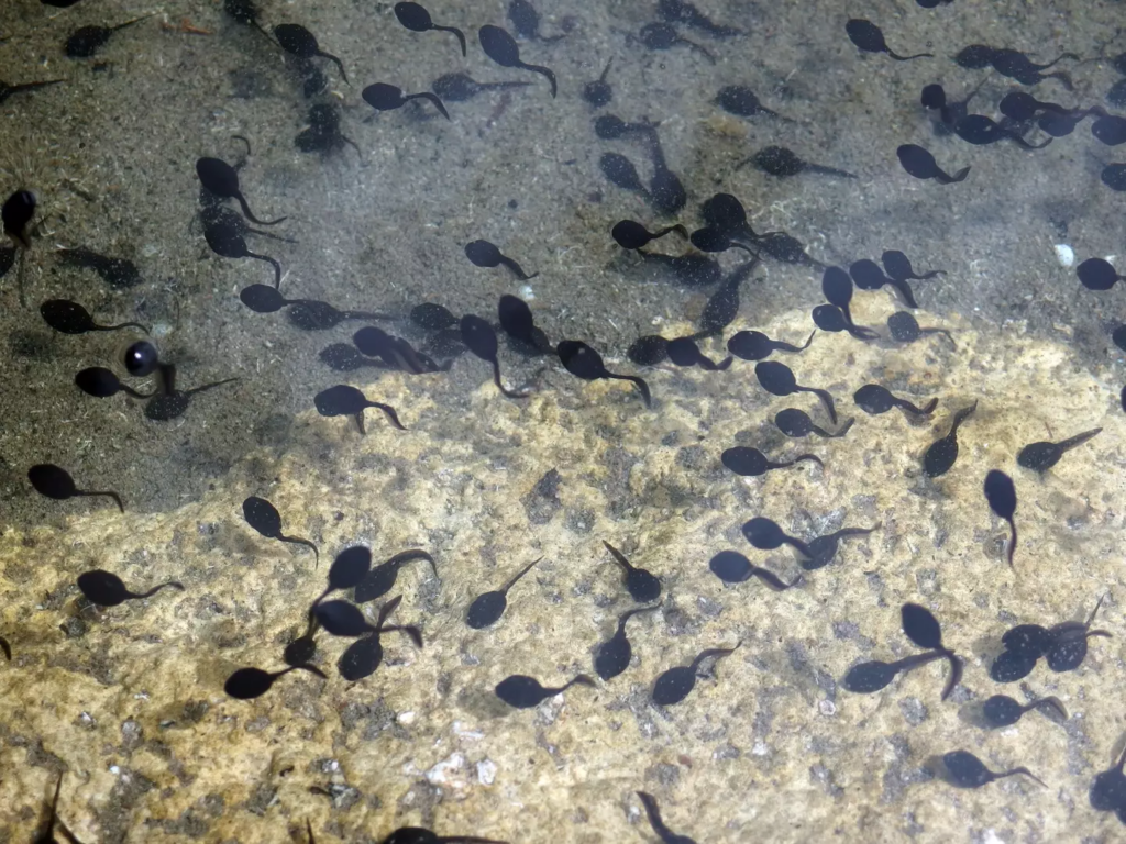 There are no actual tadpoles being used in this trend. 