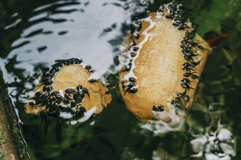 Why Gen Z wants to mimic drinking tadpoles from a texture perspective is beyond us