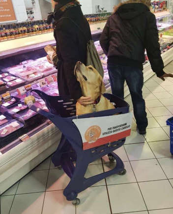 pet cart