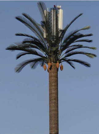 palm tree in pole