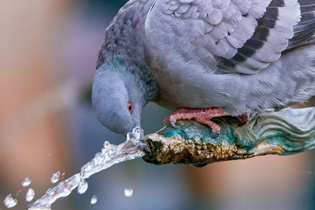 pigeon drinking water
