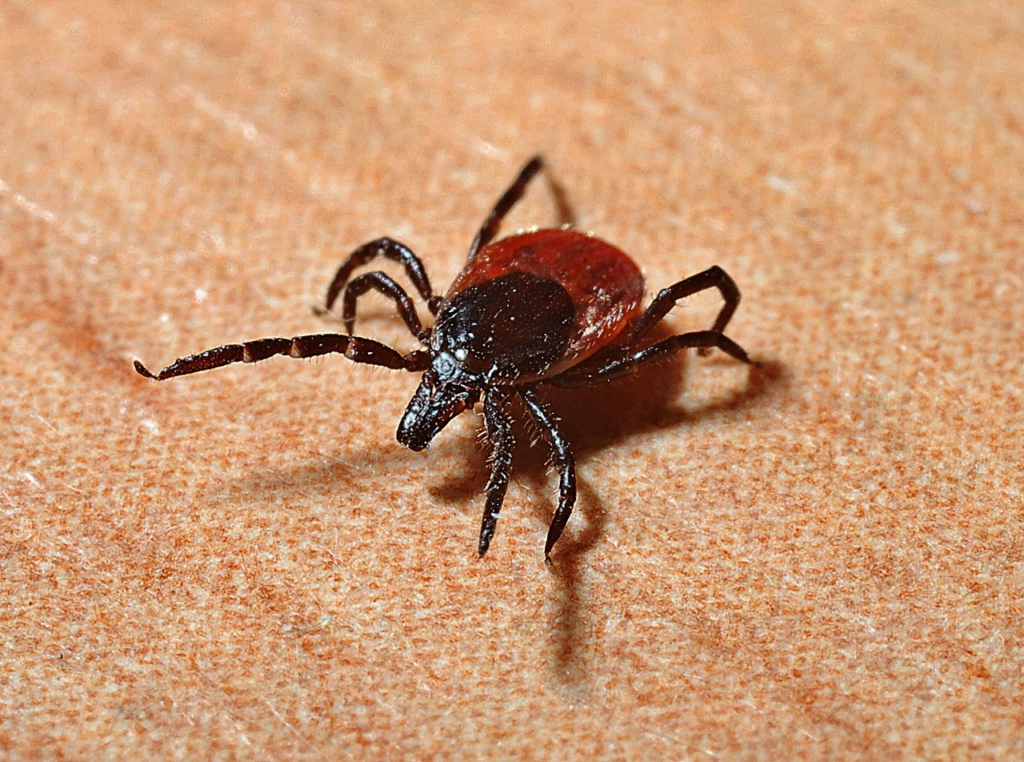 IF you go backpacking or are out and about, ALWAYS be sure you are tick free. Especially if you have a furry pet