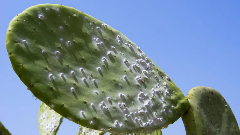 Cochineal insects, the white dots on this cactus, are found across Latin America