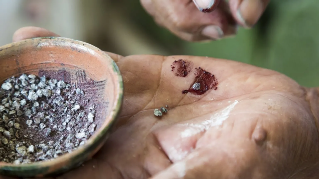 The insects are dried and then crushed to produce the red colouring