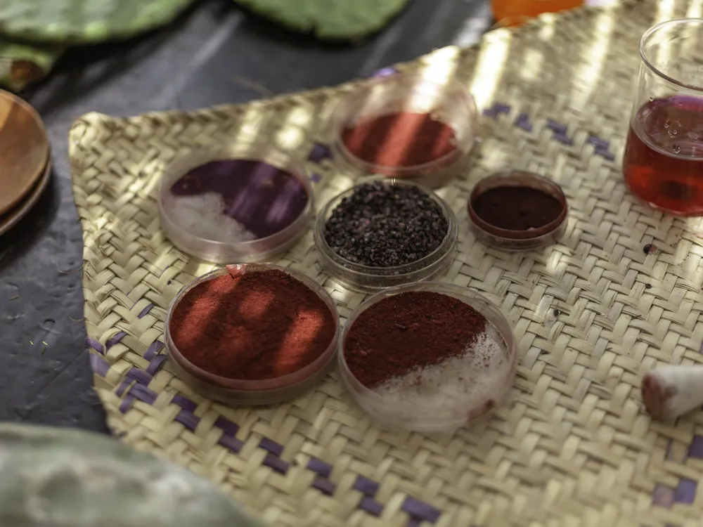 Dried cochineal insects — shown here in the center of the photo — can be processed to create several natural dyes such as carmine and cochineal extract. These products get their red hue from carminic acid, a chemical found within the insect.