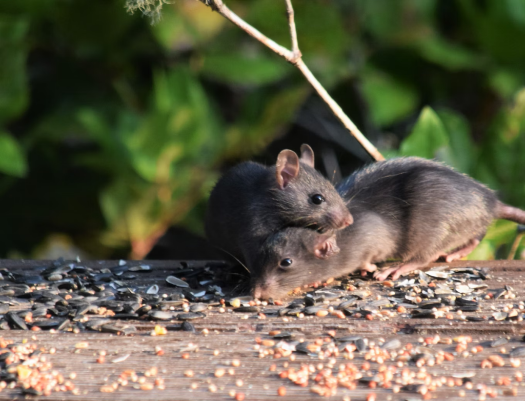 Rats