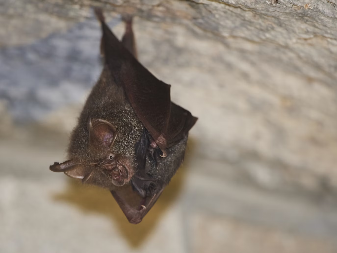 A bat