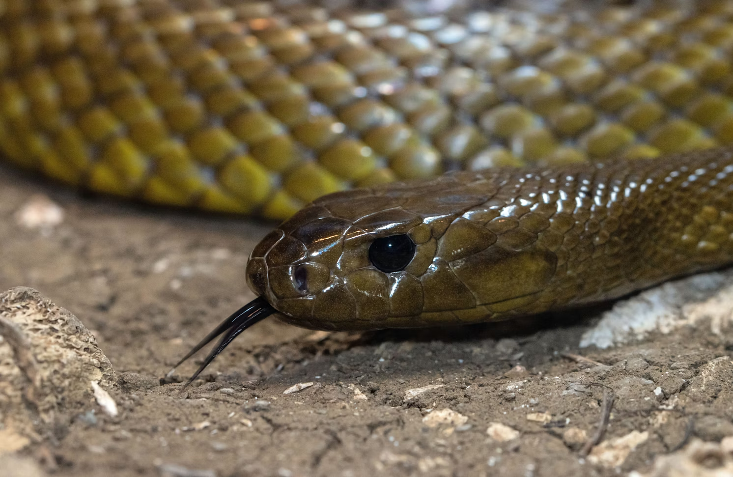 Snake