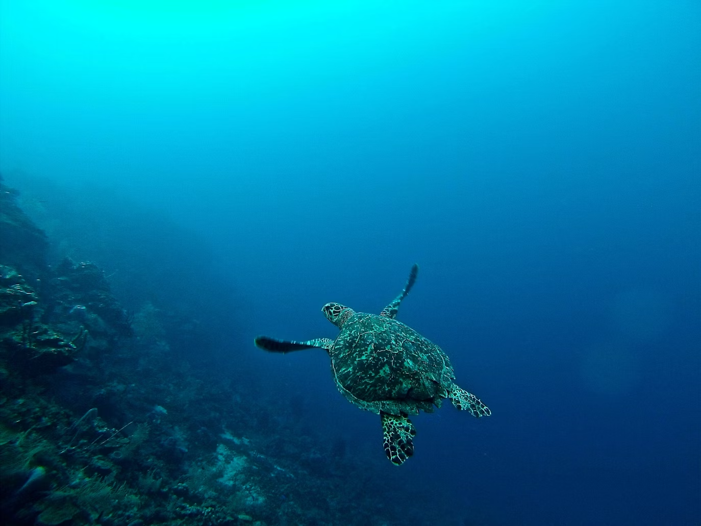 sea turtle in the ocean